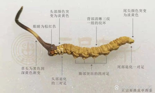 奥美拉唑功效网 - 为你提供奥美拉唑功效作用与主治、奥美拉唑功效及吃法